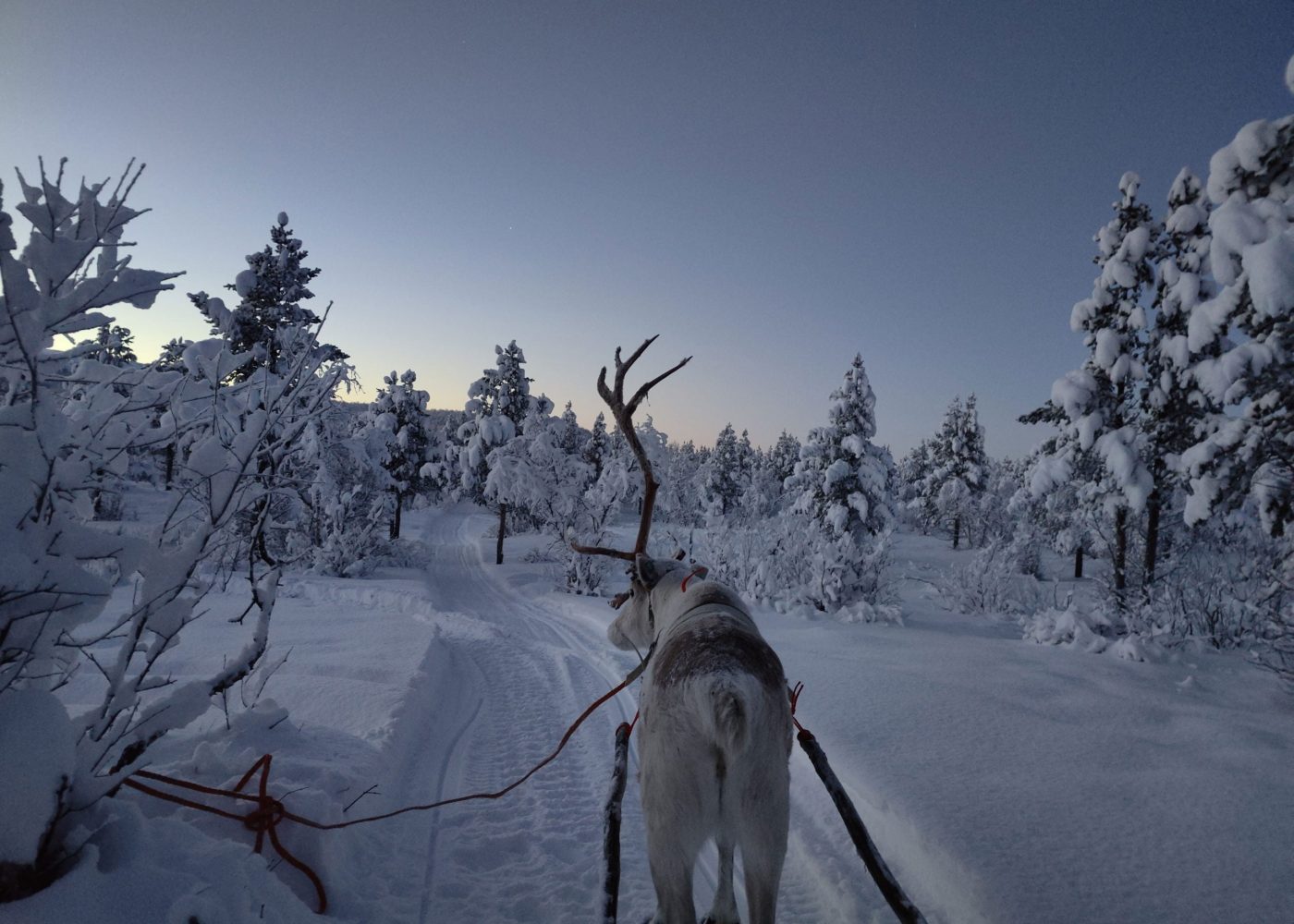 Aurora Reindeer - Poro Safarit 2