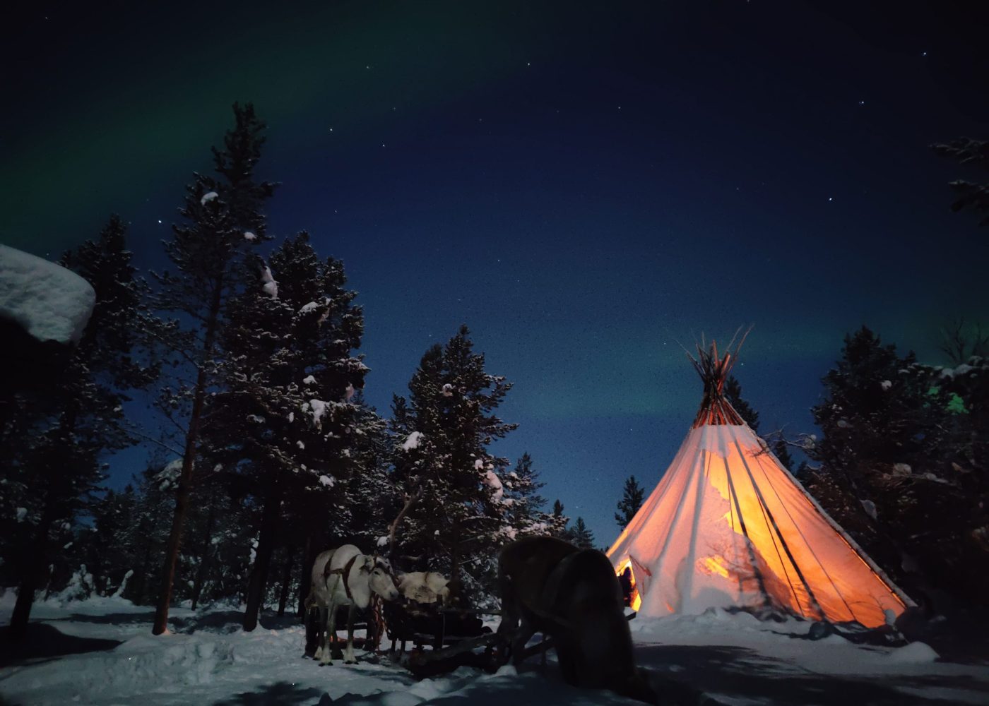 Aurora Reindeer kota 2